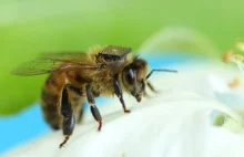 Australia: chipy RFID pomogą zbadać problem spadającej populacji pszczół