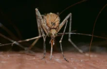 Ukąszenia owadów ‒ co zrobić żeby nie swędziało?