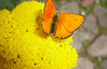 niepodlewam: Zwabianie motyli do ogrodu