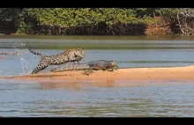 Jak jaguar atakuje krokodyla