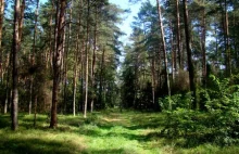 Kilka porad jak zachować się w lesie