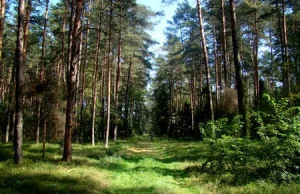 Kilka porad jak zachować się w lesie