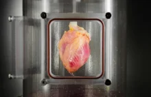 Wyhodowano naturalnych rozmiarów serce z komórek macierzystych