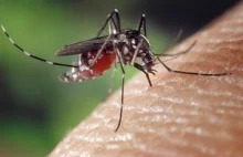 Egzotyczne komary atakują Belgię