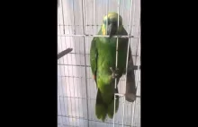 Papuga która śpiewa jak Rihanna