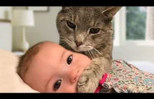 Cats and Babies Playing Together...