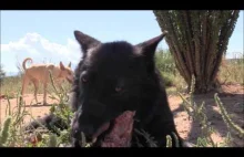 Wilk atakuje człowieka - nagranie ze zdarzenia