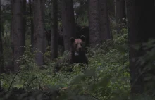 Niedźwiedź w tydzień dotarł z Polski na Węgry