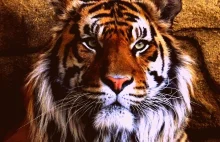 Incredible Photo Of A Majestic Tiger Taken At London Zoo, London, UK