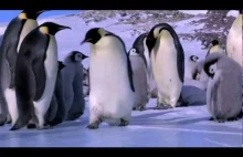 Fail Compilation w wykonaniu... pingwinów :)