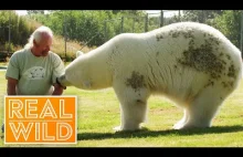 Poznaj niedźwiedzia polarnego, który mruczy do swojego trenera | Real Wild