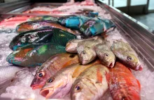 Okinawa: Tomari Lyumachi Fish Market i surowy nigdy nie mrożony tuńczyk