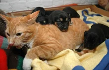 Kotka pokochała szczeniaki po śmierci ich matki!
