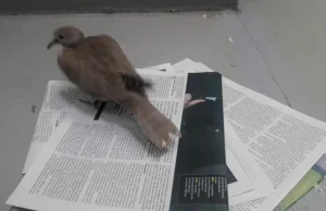 Potrzebna pomoc! Oddaj stare gazety dla ptaków do Ptasiego Azylu [Warszawa]