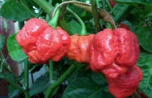 Trinidad moruga scorpion - który wykopowicz by się podjął wyzwania i zjadł ją?