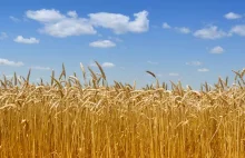 Najwyższe wzrosty cen zbóż za nami