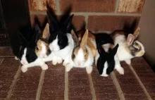 Dorastające małe króliki.