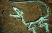 Bawaria świętuje odnalezienie idealnie zachowanego szkieletu dinozaura