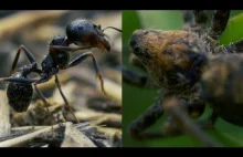 Mrówki vs pająk w rozdzielczości 4K
