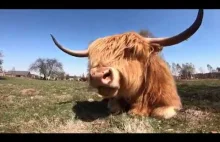 Kanał z filmami o życiu śmiesznych futrzatych krów