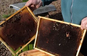 Tysiące pszczół zalanych ropą.
