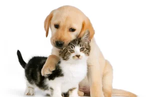 Pies i kot w domu - Jak oswoić kota z psem