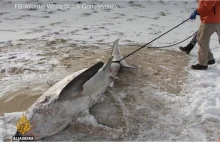 Z powodu anomalnych mrozów w USA rekiny zamarzają na śmierć