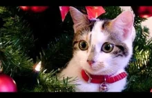 Cats Love Christmas Trees Compilation...