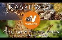 Węże w Polsce - część 2: żmija zygzakowata (Vipera...
