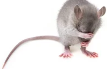 Dzięki nanotechnologii myszy mogą widzieć w podczerwieni