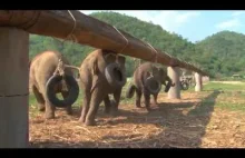 Zawieszone opony - to jest to, co słonie lubią bardzo