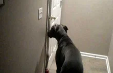 Sprytny pies otwiera drzwi z gałką