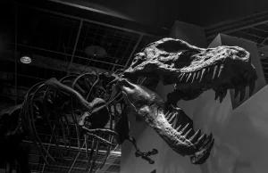 W Kanadzie odnaleziono rekordowo duży szkielet tyranozaura
