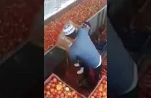 Afera: Heinz używa zgniłych pomidorów w swojej egipskiej fabryce