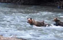 Bieszczady | Niedźwiedzia rodzina przeprawia się przez rzekę.