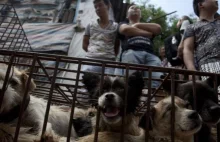 China Yulin dog meat festival under way despite outrage - News