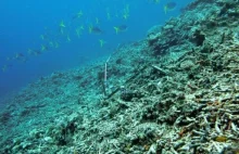 Australijscy "naukowcy" chcą zabijać rozgwiazdy pożerające Wielką Rafę Koralową