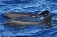 U wybrzeży Hawajów zaobserwowano nowe morskie stworzenie