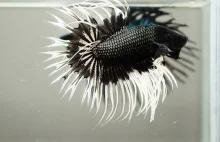 Biały Smok - ryba o niesamowitym wyglądzie