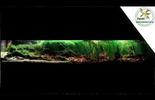 354l - akwarium biotopowe. Zalany obszar pod drzewami w Rio Guapore, Bo...