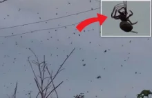 W Brazylii spadł deszcz pająków