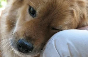 Czy za utratę psa należy się zadośćuczynienie?