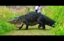 BIGGEST Alligator or A DINOSAUR In The World Caught on Video