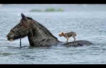Zwierzęta pomagające sobie nawzajem.