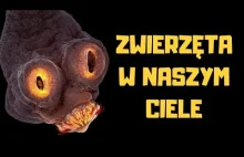 Tasiemce i ich zwyczaje