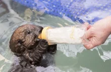 Porzucona, mała wydra uczy się pływać
