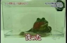Tak wymiotuje żaba