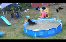 Niedźwiedzia rodzinka świetnie się bawi na amerykańskim podwórku