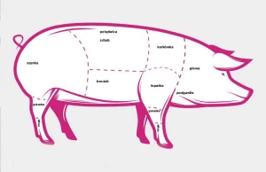 Mięsna ewolucja