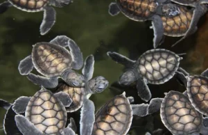 Żółwiarnia - Sri Lanka - program ratowania żółwi morskich